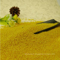 Good tast Yellow Millet hulled,dried for sale,millet price